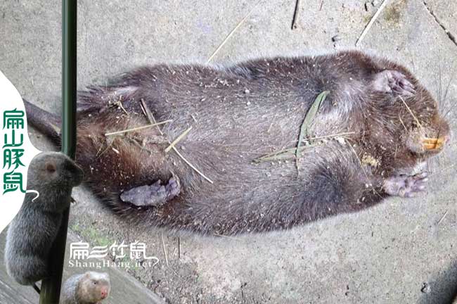 竹鼠拉稀如何預(yù)防