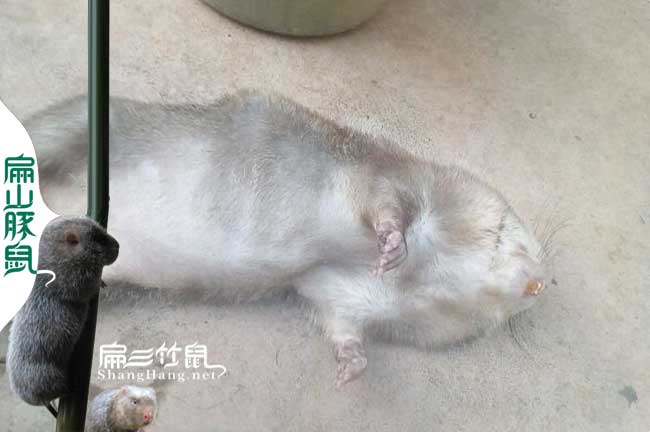 竹鼠拉稀預(yù)防用藥