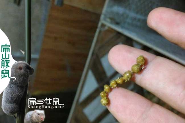 竹鼠拉稀預(yù)防