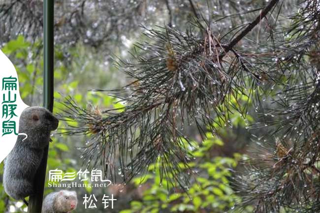 潮陽竹鼠養(yǎng)殖合作社
