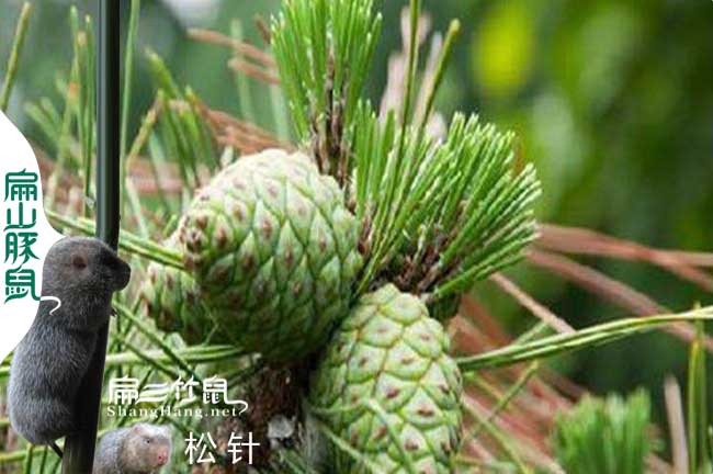 竹鼠松樹葉的妙用