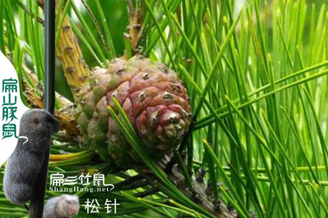 竹鼠松針預(yù)防腹瀉