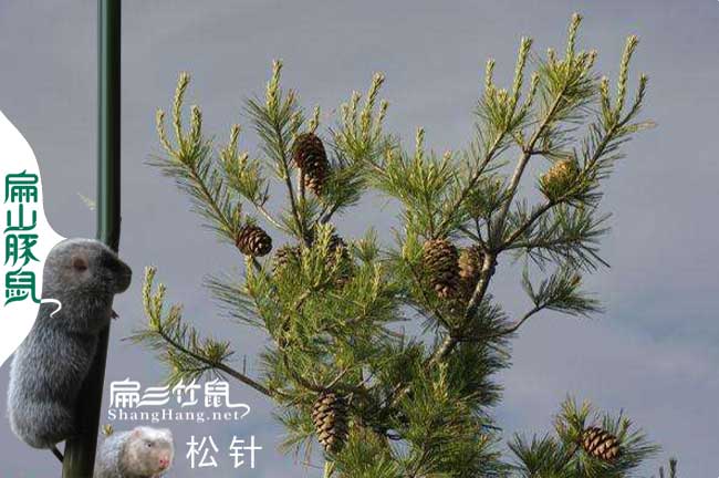 仙居縣竹鼠種苗批發(fā)價(jià)格