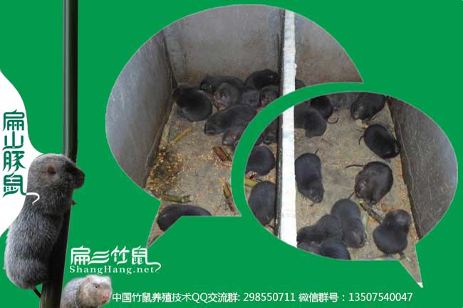 廣東珠海大中的竹鼠養(yǎng)殖基地