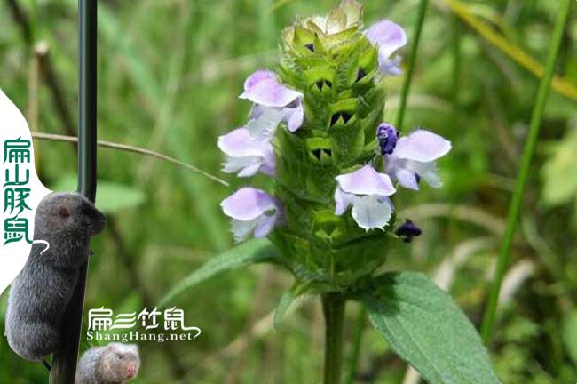 龍巖蜜蜂養(yǎng)殖技術