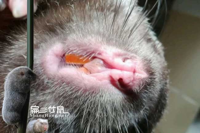 福建竹鼠種苗批發(fā)