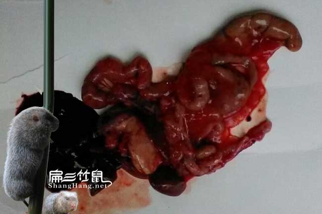 竹鼠寄生蟲(chóng)疾病