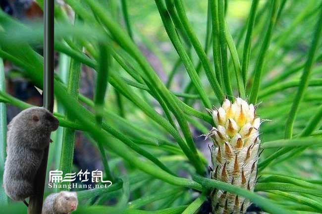 松針竹鼠腸胃炎治療方法