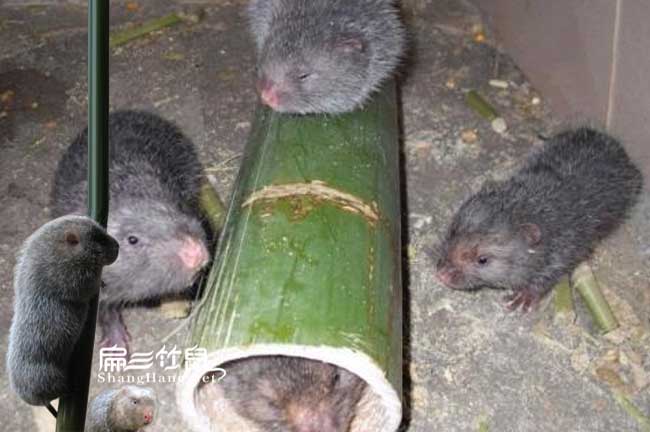 銅陵竹鼠養(yǎng)殖場