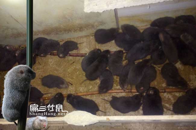 廣西竹鼠種苗價格