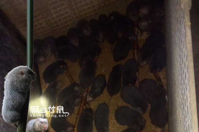 昆明竹鼠養(yǎng)殖基地