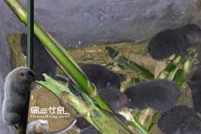 竹鼠喂食方法