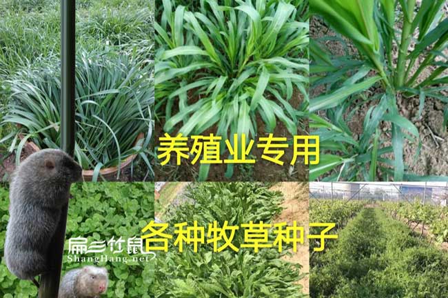 竹鼠青綠飼料