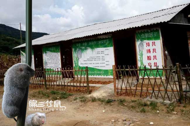 瑞麗竹鼠養(yǎng)殖基地