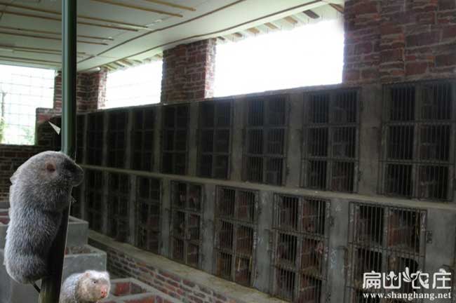 全國竹鼠送貨上門