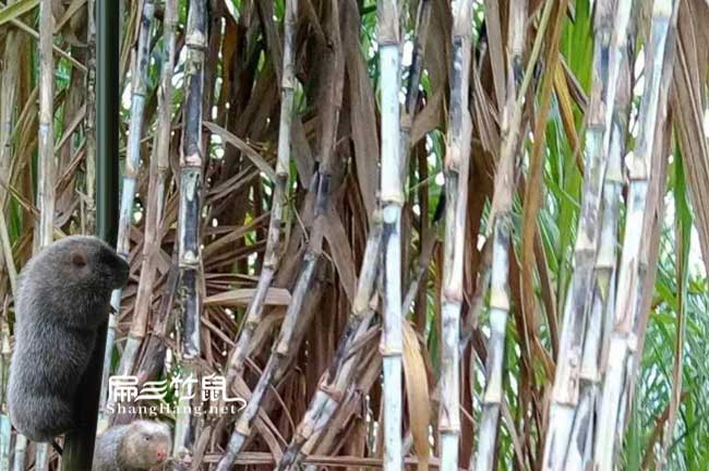 竹鼠吃的像草