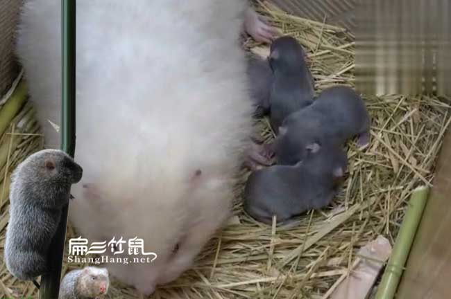 竹鼠為什么會(huì)腹瀉