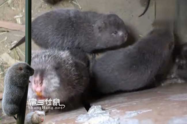 竹鼠發(fā)情問題