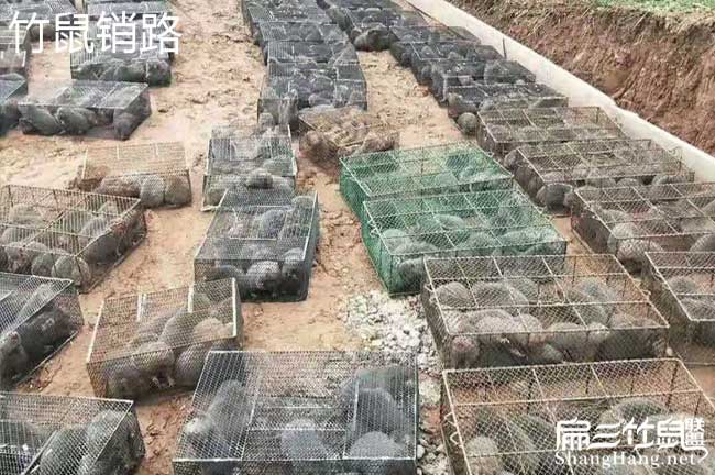這里有泉州竹鼠養(yǎng)殖場(chǎng) 賣(mài)福建泉州的竹鼠種苗價(jià)格好499元/對(duì)