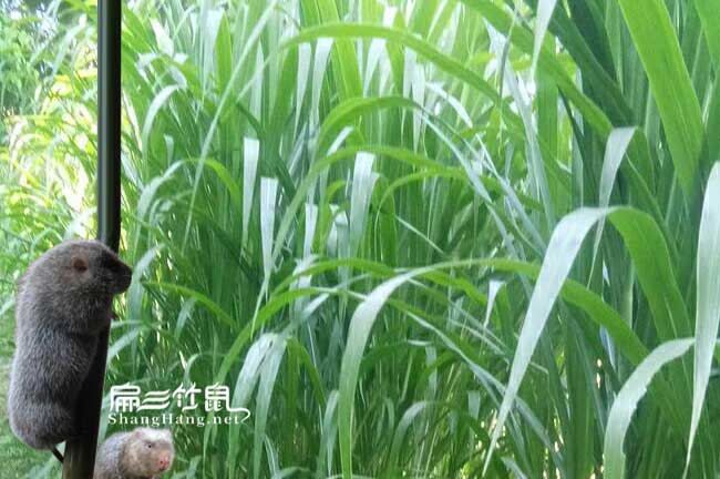 墊江竹鼠種苗批發(fā)
