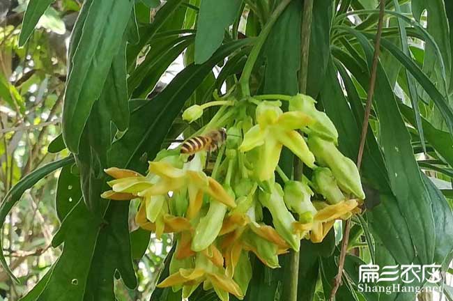 合陽(yáng)縣茶樹(shù)苗種植的品 合陽(yáng)縣茶樹(shù)苗種植的品