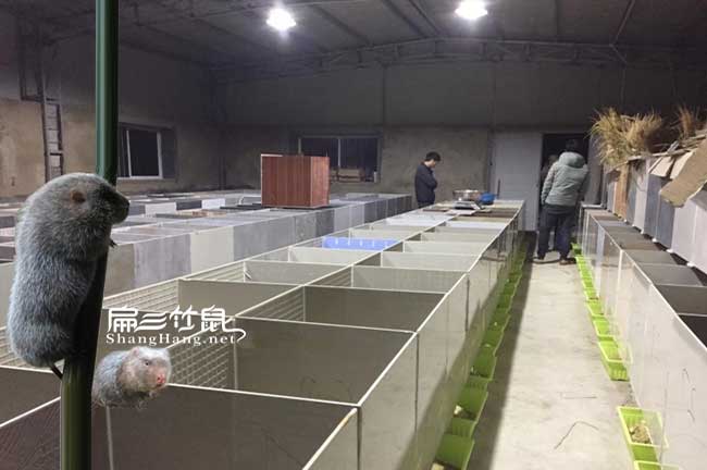 看竹鼠是否發(fā)情