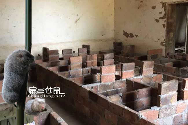 紹興竹鼠養(yǎng)殖場