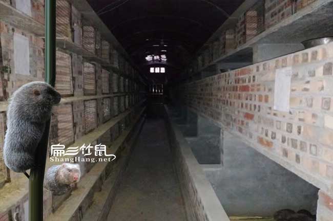 麻涌竹鼠養(yǎng)殖