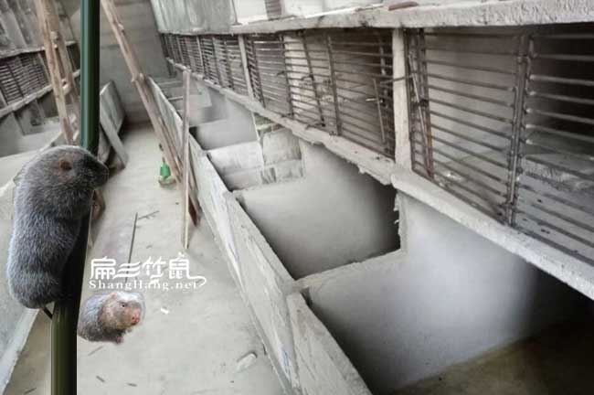 海寧竹鼠種苗批發(fā)