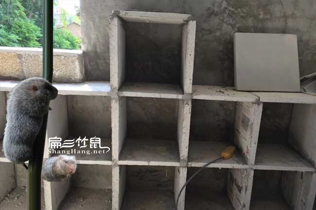 景德鎮(zhèn)竹鼠舍