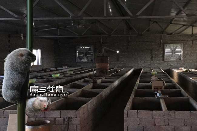 竹鼠舍