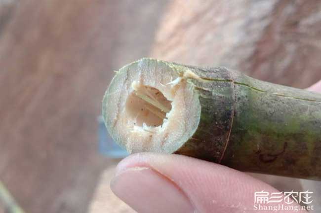 渭南油茶苗的整形修剪 渭南油茶苗的整形修剪