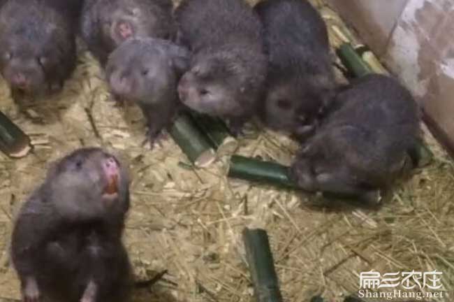 竹鼠日漸消瘦