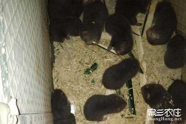 撫州這里有規(guī)模竹鼠養(yǎng)殖場(chǎng) 紅頰中華銀星基地 一組1公3母