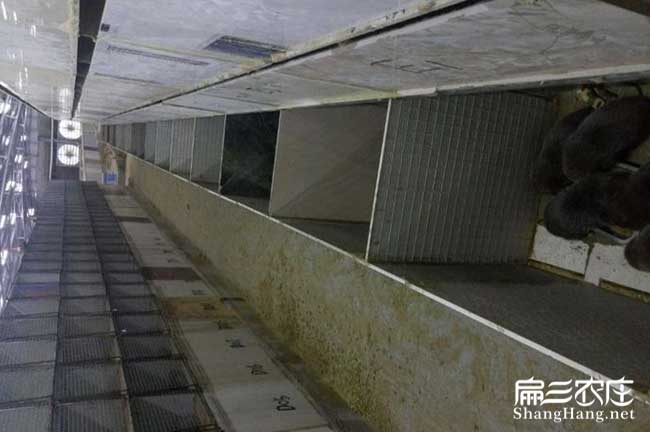 賣福建扁山竹鼠養(yǎng)殖公司  基地泉州福州莆田種苗場(chǎng)385元/對(duì)