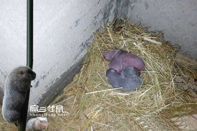 萍鄉(xiāng)竹鼠養(yǎng)殖