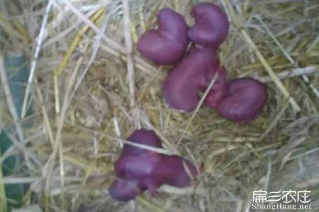新余大型竹鼠養(yǎng)殖場(chǎng)