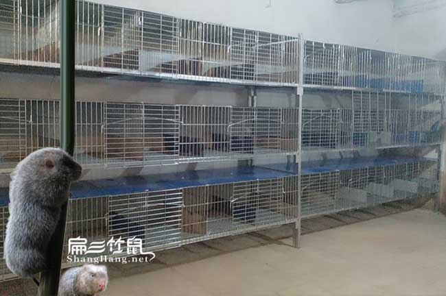竹鼠粉配方揭秘