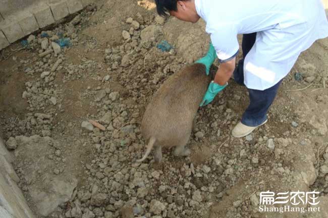 竹鼠是否發(fā)情