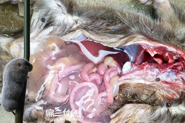 息烽竹鼠養(yǎng)殖技術(shù)