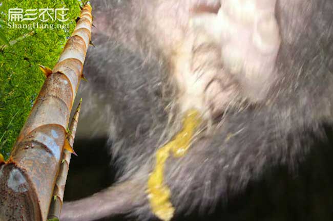 如果在沙包堡種植油茶 如果在沙包堡種植油茶
