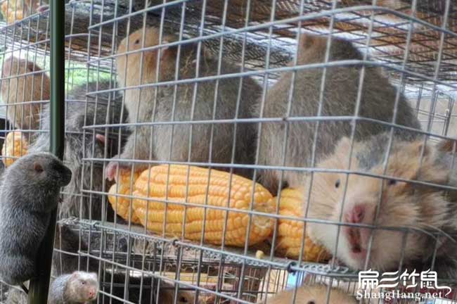 懷化竹鼠