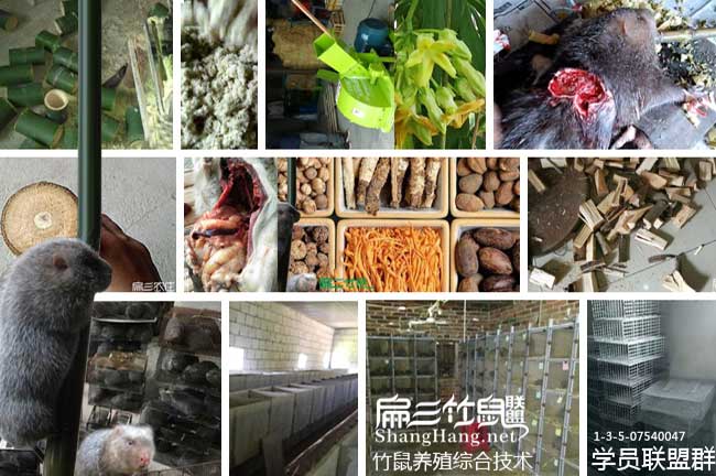 黔東南竹鼠養(yǎng)殖