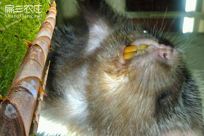 竹鼠便秘解決辦法