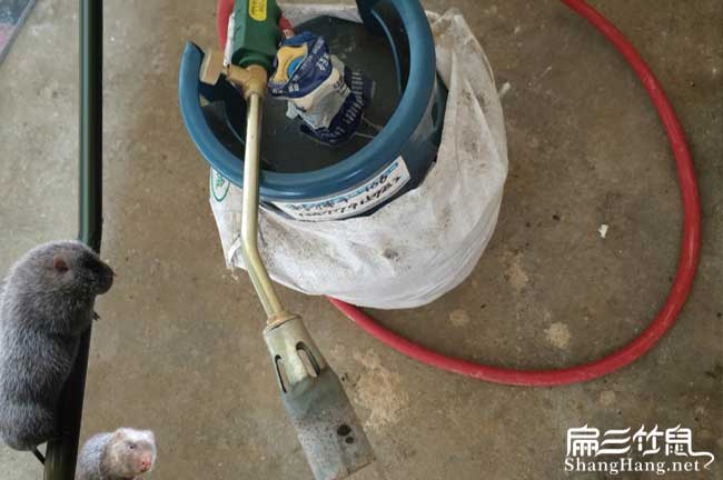 懷化竹鼠技術(shù)