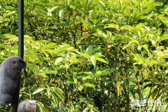 懷化竹鼠回收