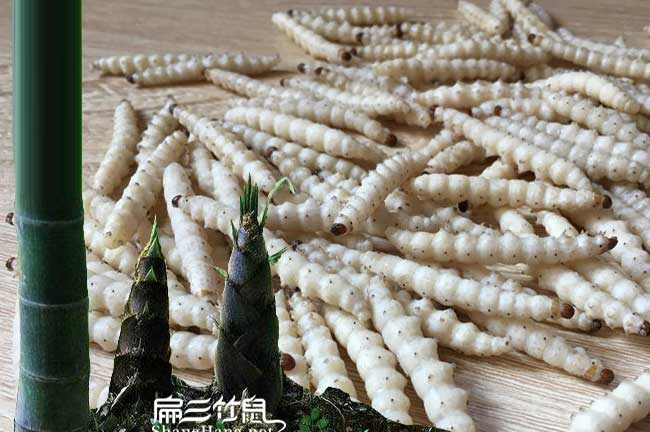 平浪油茶成林豐產技術 平浪油茶成林豐產技術