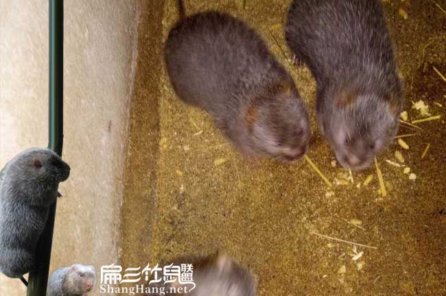 三明竹鼠養(yǎng)殖
