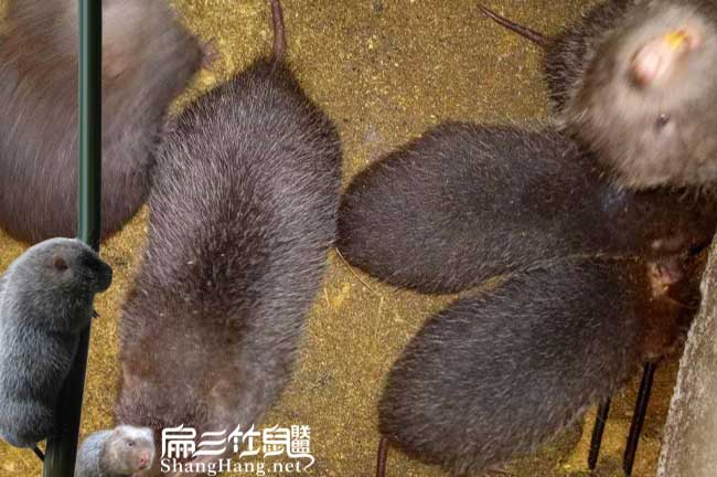 凱里竹鼠養(yǎng)殖技術(shù)聯(lián)盟