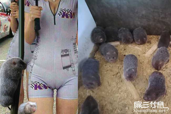 贛縣竹鼠種苗批發(fā)